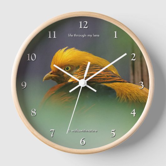 Atemberaubender Golden Pheasant Bird zwischen den  Uhr (Vorderseite)