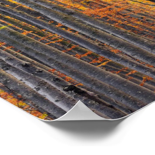 Atemberaubender Goldwald Poster (Ecke)