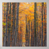 Atemberaubender Goldwald Poster (Vorne)