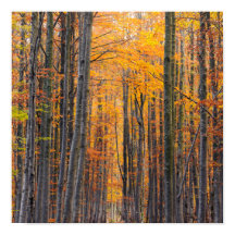 Atemberaubender Goldwald