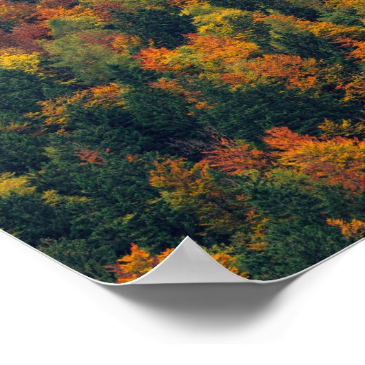 Atemberaubender Herbstwald Poster (Ecke)