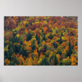Atemberaubender Herbstwald Poster (Vorne)