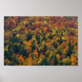 Atemberaubender Herbstwald Poster (Vorne)