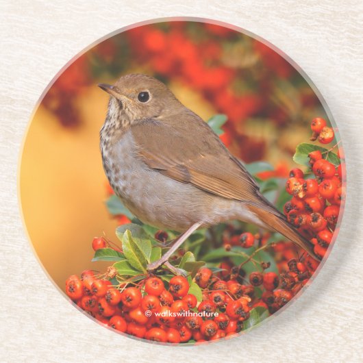 Atemberaubender Hermit Thrush Songbird auf Berry B Getränkeuntersetzer (Vorne)