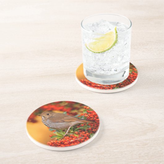 Atemberaubender Hermit Thrush Songbird auf Berry B Getränkeuntersetzer (Seite)