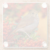 Atemberaubender Hermit Thrush Songbird auf Berry B Glasuntersetzer (Rückseite)