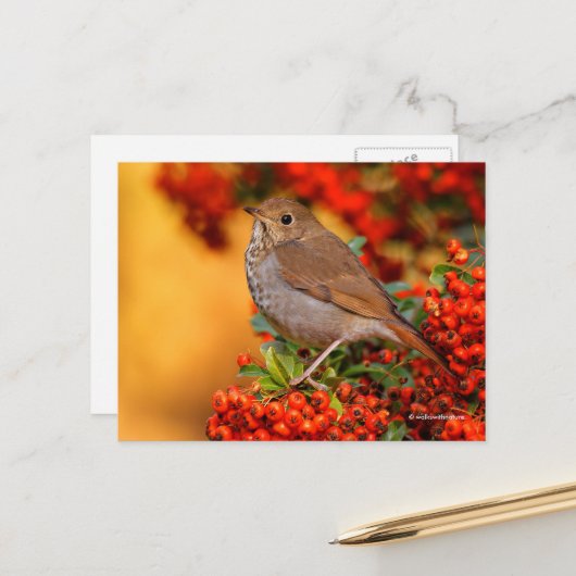 Atemberaubender Hermit Thrush Songbird auf Pyracan Postkarte (Vorderseite/Rückseite Beispiel)