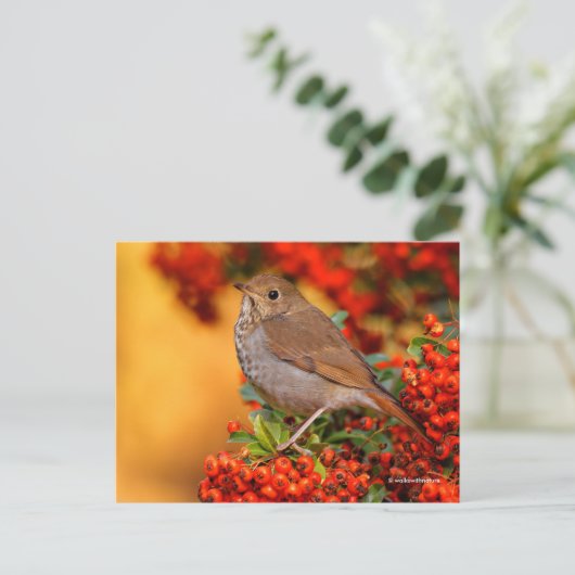 Atemberaubender Hermit Thrush Songbird auf Pyracan Postkarte (Stehend Vorderseite)