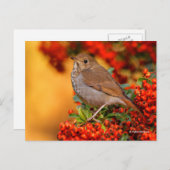 Atemberaubender Hermit Thrush Songbird auf Pyracan Postkarte (Vorne/Hinten)