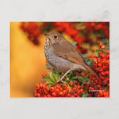 Atemberaubender Hermit Thrush Songbird auf Pyracan Postkarte (Vorderseite)