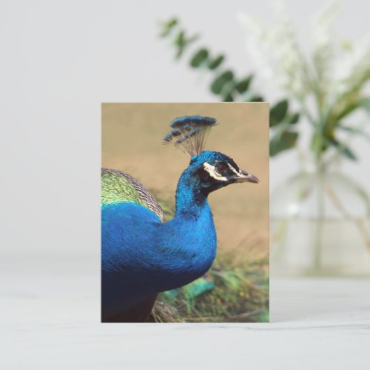 Atemberaubender indischer Pfau Postkarte (Stehend Vorderseite)