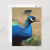 Atemberaubender indischer Pfau Postkarte (Vorne/Hinten)