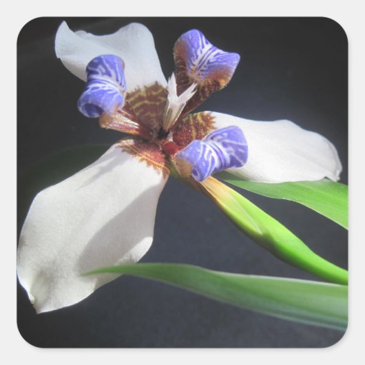 Atemberaubender Iris-Aufkleber Quadratischer Aufkleber (Vorderseite)