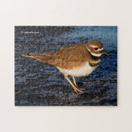 Atemberaubender Killdeer Shorebird auf den Icy Mud Puzzle