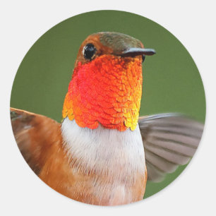 Atemberaubender männlicher Rufous-Hummingbird-Flu Runder Aufkleber