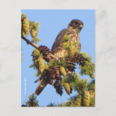 Atemberaubender Merlin Falken im Pine Tree Postkarte (Vorderseite)