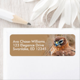 Atemberaubender Northern Harrier Hawk in Marshes