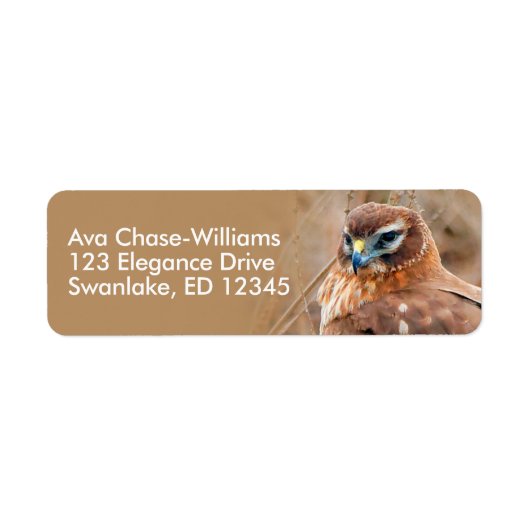 Atemberaubender Northern Harrier Hawk in Marshes (Vorne)