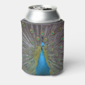 Atemberaubender Pfau Dosenkühler (Kanne Rückseite)