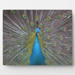 Atemberaubender Pfau Fotoplatte