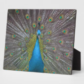 Atemberaubender Pfau Fotoplatte (Seite)
