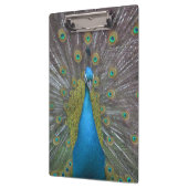 Atemberaubender Pfau Klemmbrett (Links)