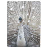 Atemberaubender Pfau Klemmbrett (Rückseite)