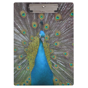 Atemberaubender Pfau Klemmbrett