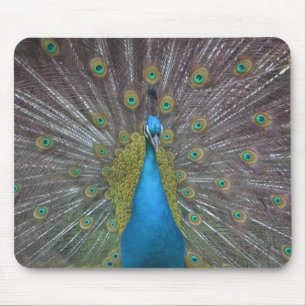 Atemberaubender Pfau Mousepad