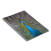 Atemberaubender Pfau Notizblock (Rechte Seite)