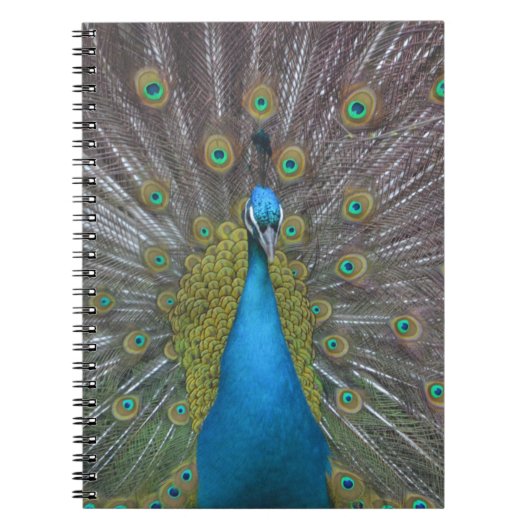 Atemberaubender Pfau Notizblock (Vorderseite)