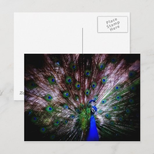 Atemberaubender Pfau, Postkarte (Vorne/Hinten)
