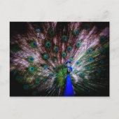 Atemberaubender Pfau, Postkarte (Vorderseite)