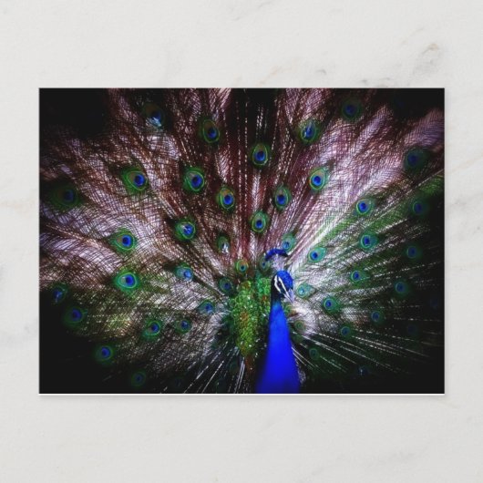 Atemberaubender Pfau, Postkarte (Vorderseite)