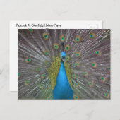Atemberaubender Pfau Postkarte (Vorne/Hinten)