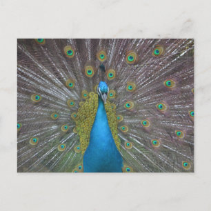 Atemberaubender Pfau Postkarte