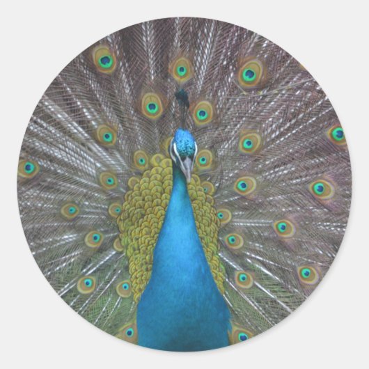 Atemberaubender Pfau Runder Aufkleber (Vorderseite)