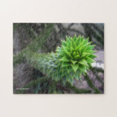 Atemberaubender Pine Monkey Puzzle Tree (Horizontal)