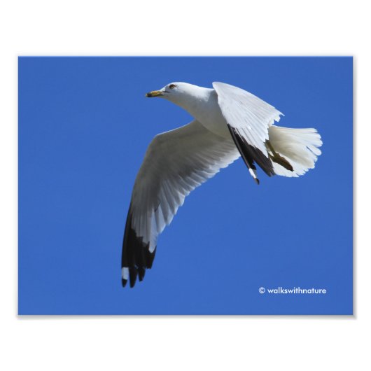 atemberaubender Ring-Billed Gull im Flug Fotodruck (Vorne)