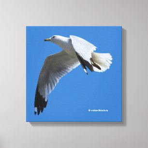 atemberaubender Ring-Billed Gull im Flug Leinwanddruck