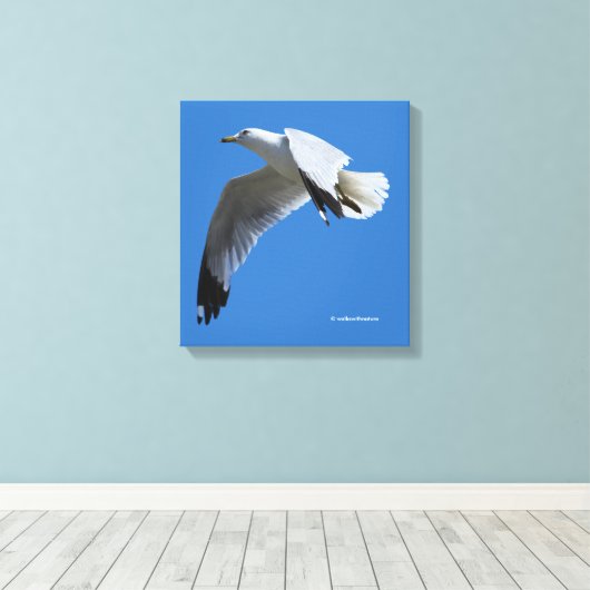 atemberaubender Ring-Billed Gull im Flug Leinwanddruck (Insitu (Holzboden))