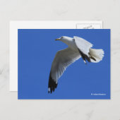 atemberaubender Ring-Billed Gull im Flug Postkarte (Vorne/Hinten)