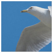 atemberaubender Ring-Billed Gull im Flug Stoff (Nahaufnahme)