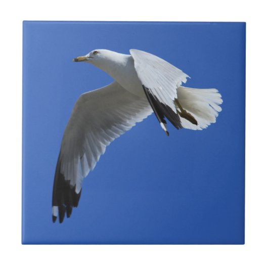 Atemberaubender Ring-Billed Gull Shorebird im Flug Fliese (Vorderseite)
