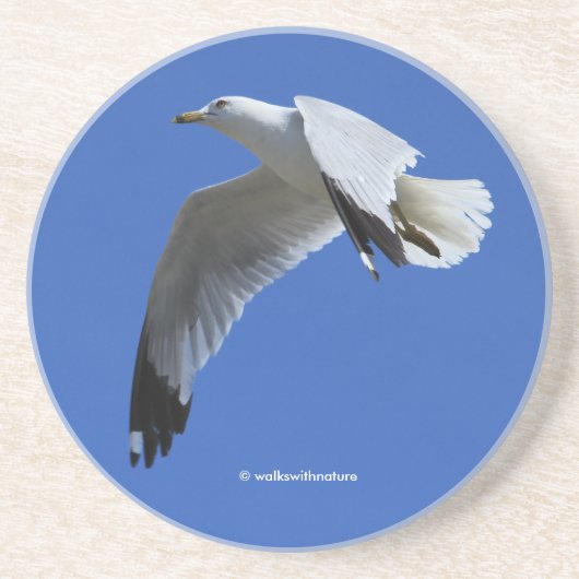 Atemberaubender Ring-Billed Gull Shorebird im Flug Getränkeuntersetzer (Vorne)