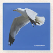 Atemberaubender Ring-Billed Gull Shorebird im Flug Glasuntersetzer (Vorderseite)
