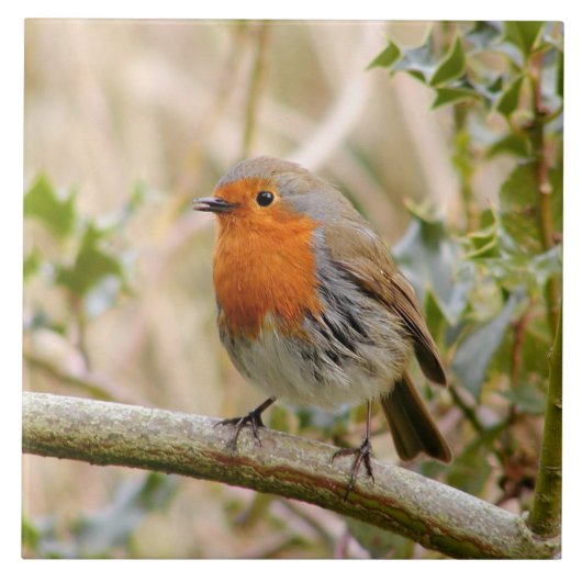 Atemberaubender Robin Fliese (Vorderseite)