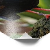 Atemberaubender Rodeldornvogel Fotodruck (Ecke)