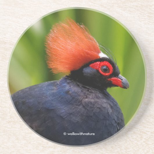 Atemberaubender Rodeldornvogel Getränkeuntersetzer (Vorne)