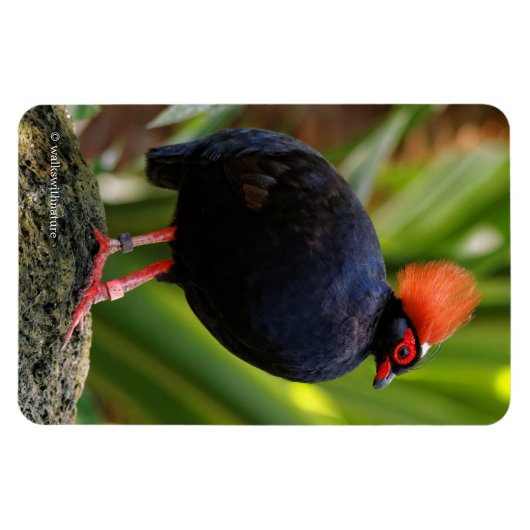 Atemberaubender Rodeldornvogel Magnet (Horizontal)